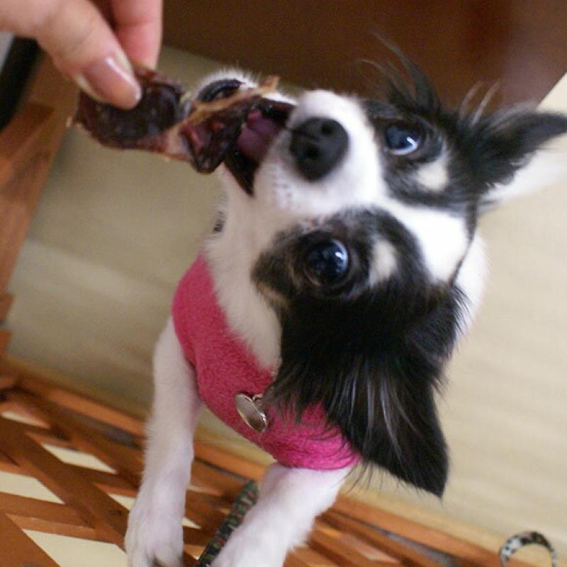HAVIT 鶏すなぎも